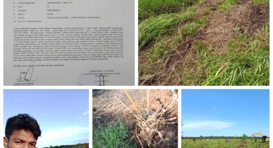 Petani Menjerit, Mafia Tanah Diduga Rusak Ribuan Sawit di Panai Tengah Rp3,1 Miliar Melayang