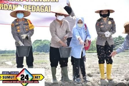Wabup Dan Kapolres Sergai Taburkan Benih Padi Di Sawah Seluas 20 ha