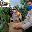 Panen Raya Program Jaga Kampung, Polda Riau Gandeng Persatuan Pedagang Jagung Bakar Pekanbaru