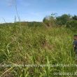 Masyarakat Petani Sawah Di Desa Hutaimbaru , Butuh Bantuan Dan Perhatian Serius Dari Pemkab Paluta
