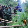 KEPALA BNN RI PIMPIN PEMUSNAHAN 9 HEKTAR LADANG GANJA DI ACEH UTARA