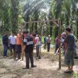 Masyarakat 5 Desa Di Kabupaten Palas Tuntut Lahannya Yang Diduga Diserobot PT. KAS
