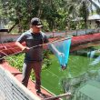 Kades Payung Sekaki Bambang Sudianto ,SH , Bersama Kelompok Perikanan Karya Bakti ,” Panen Raya Ikan Nila