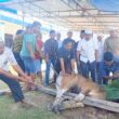 Koperasi Sawit Mahato Bersatu ,” sembelih 8 Ekor Sapi Pada Hari Raya Idul Adha 1444 H – 2023 M